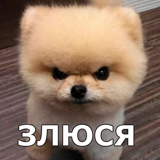 😡 Стикер «Смешные собаки» для Telegram