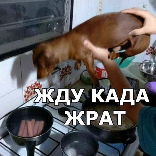 🥐 Стикер «Смешные собаки» для Telegram