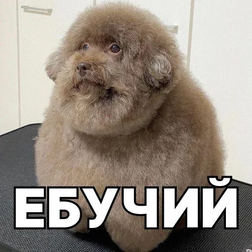 😩 Стикер «Смешные собаки» для Telegram