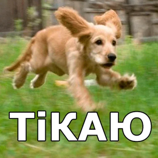 🕊 Стикер «Смешные собаки» для Telegram