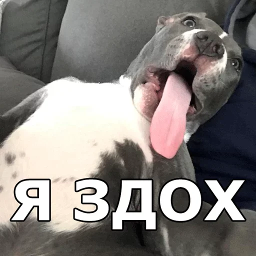 😤 Стикер «Смешные собаки» для Telegram