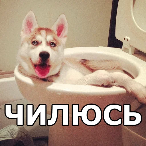 💆 Стикер «Смешные собаки» для Telegram