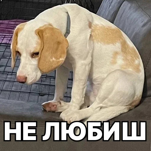 💔 Стикер «Смешные собаки» для Telegram