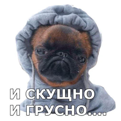 😔 Стикер «Смешные собаки» для Telegram