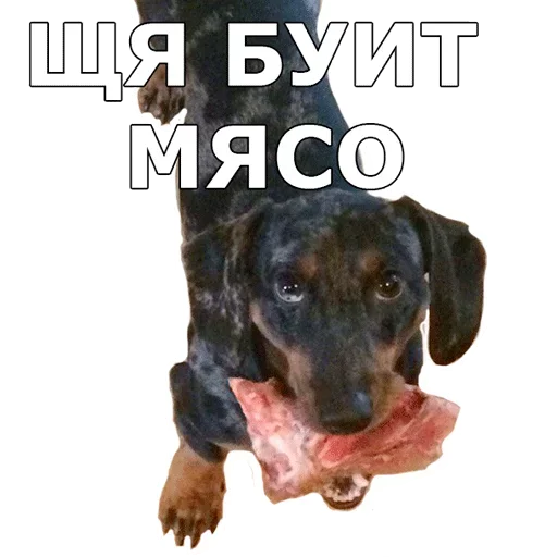 🍗 Стикер «Смешные собаки» для Telegram