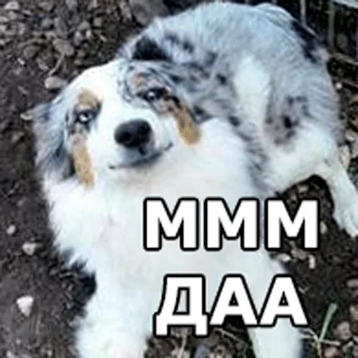 😏 Стикер «Смешные собаки» для Telegram