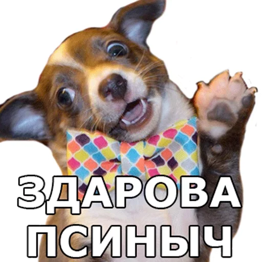 😀 Стикер «Смешные собаки» для Telegram