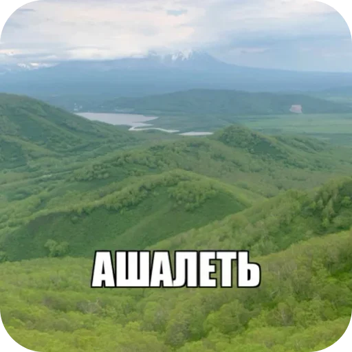 ⛰ Стикер «Лесные летние мемы» для Telegram