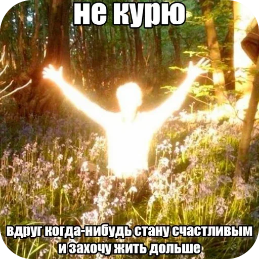 🖼 Стикер «Лесные летние мемы» для Telegram