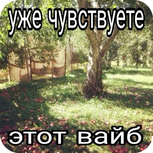 🖼 Стикер «Лесные летние мемы» для Telegram