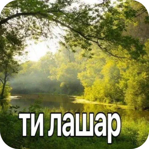 🌲 Стикер «Лесные летние мемы» для Telegram
