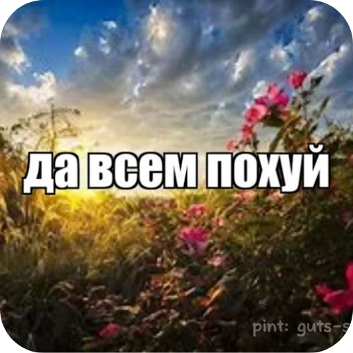 🌌 Стикер «Лесные летние мемы» для Telegram