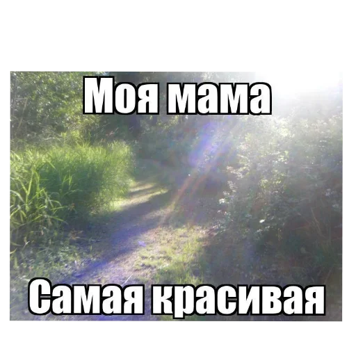 🖼 Стикер «Лесные летние мемы» для Telegram