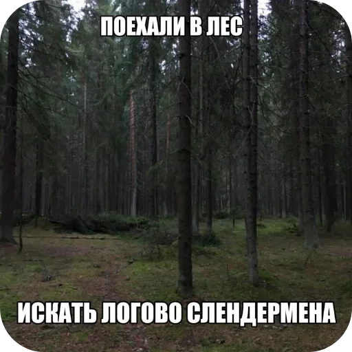 🌲 Стикер «Лесные летние мемы» для Telegram