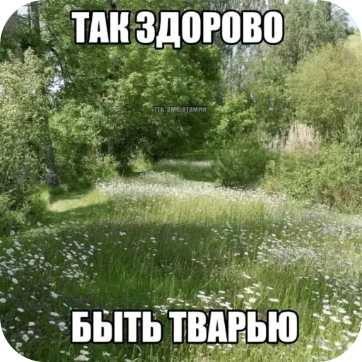 🌾 Стикер «Лесные летние мемы» для Telegram