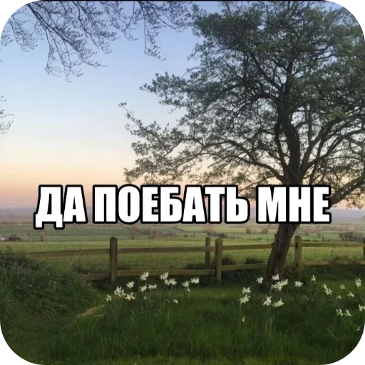 🌌 Стикер «Лесные летние мемы» для Telegram
