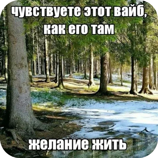 🌲 Стикер «Лесные летние мемы» для Telegram
