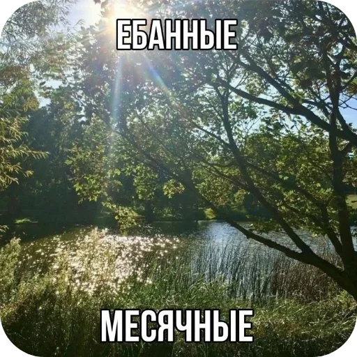 🌌 Стикер «Лесные летние мемы» для Telegram