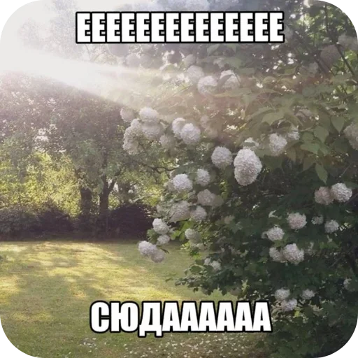 🖼 Стикер «Лесные летние мемы» для Telegram