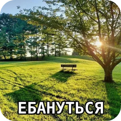 🖼 Стикер «Лесные летние мемы» для Telegram