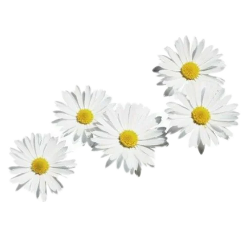🌼 Стикер «холодное утро ноября» для Telegram