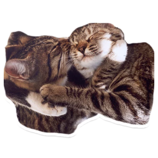 😘 Стикер «Sexy Animals» для Telegram