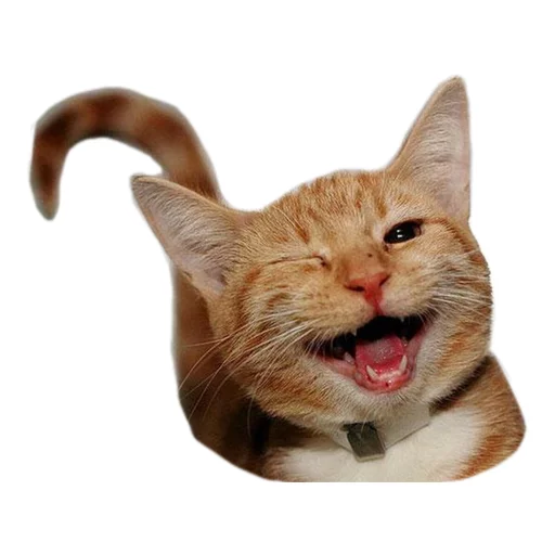 😸 Стикер «Sexy Animals» для Telegram