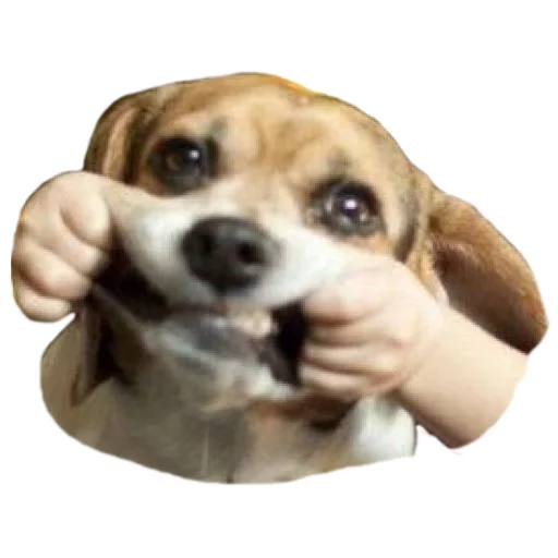 😁 Стикер «Sexy Animals» для Telegram