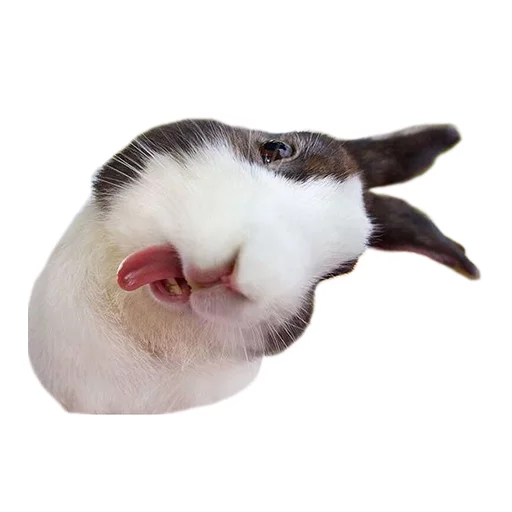 😜 Стикер «Sexy Animals» для Telegram