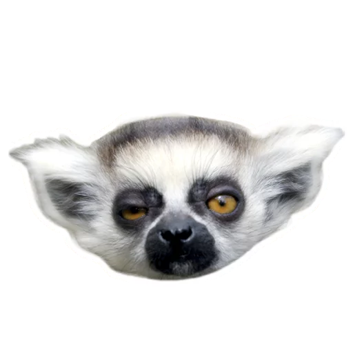 😯 Стикер «Sexy Animals» для Telegram