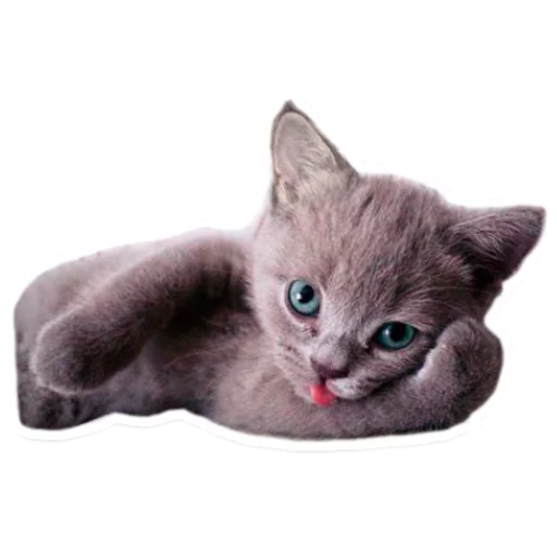 🐱 Стикер «Sexy Animals» для Telegram