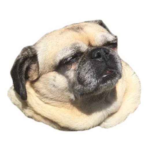 🐶 Стикер «Sexy Animals» для Telegram