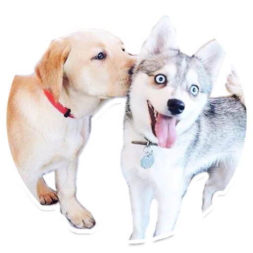 😘 Стикер «Sexy Animals» для Telegram
