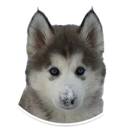 😢 Стикер «Sexy Animals» для Telegram