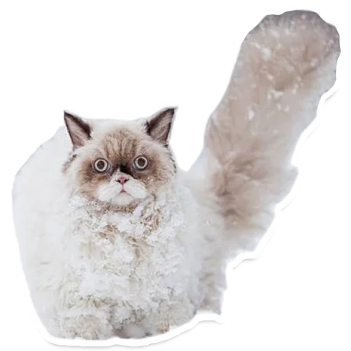 😳 Стикер «Sexy Animals» для Telegram