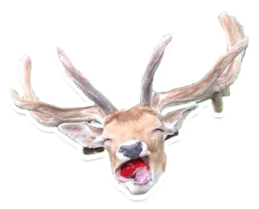 😝 Стикер «Sexy Animals» для Telegram
