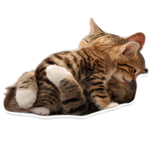 Стикерпак Sexy Animals для Telegram