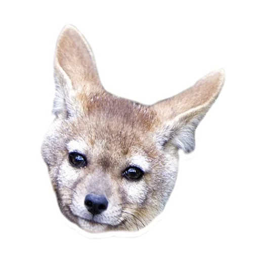 👋 Стикер «Sexy Animals» для Telegram