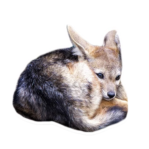 🙅 Стикер «Sexy Animals» для Telegram