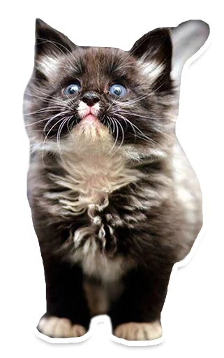 😮 Стикер «Sexy Animals» для Telegram