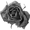 Стикер 25 Sexy Bw