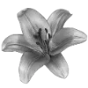 Стикер 4 Sexy Bw
