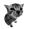 Стикер 10 Sexy Bw