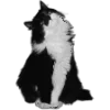 Стикер 43 Sexy Bw