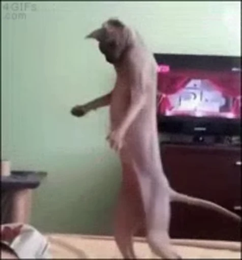 🐈 Стикер «Sfinks» для Telegram