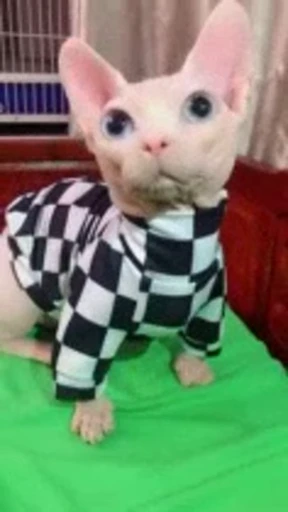 🐈 Стикер «Sfinks» для Telegram