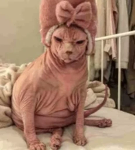 🐈 Стикер «Sfinks» для Telegram