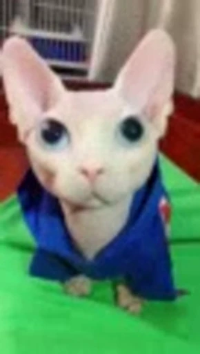 🐈 Стикер «Sfinks» для Telegram