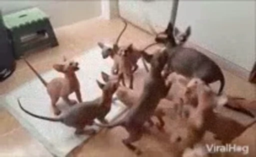 🐈 Стикер «Sfinks» для Telegram