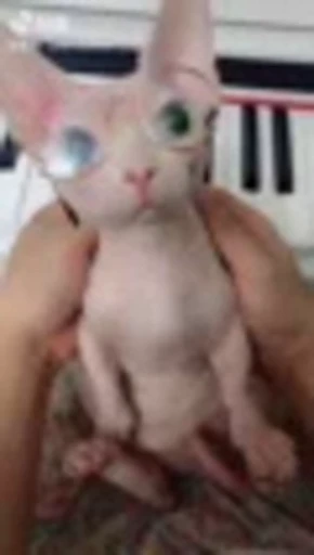 🐈 Стикер «Sfinks» для Telegram